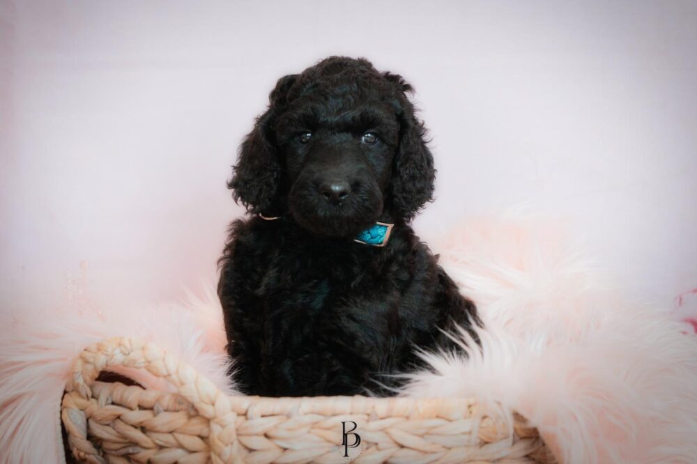 WhatsApp Bild 2023-11-15 um 19.39.40_a85760e4