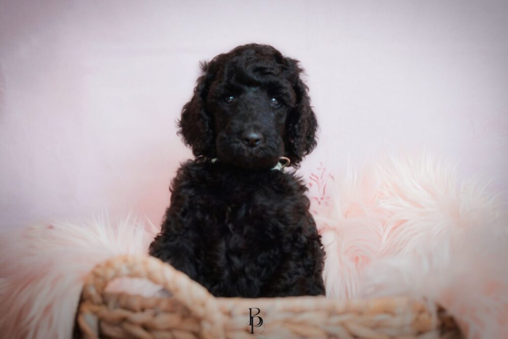 WhatsApp Bild 2023-11-15 um 19.39.42_48462019