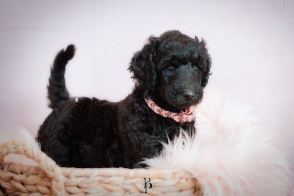 WhatsApp Bild 2023-11-15 um 19.39.43_74405c34