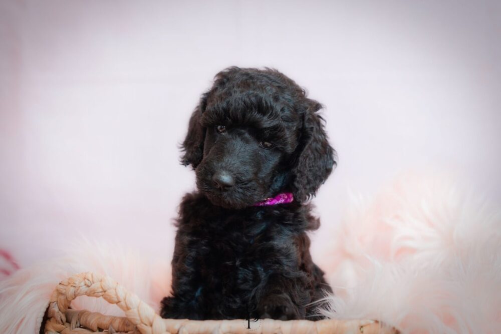 WhatsApp Bild 2023-11-15 um 19.39.43_7e6cfcbe