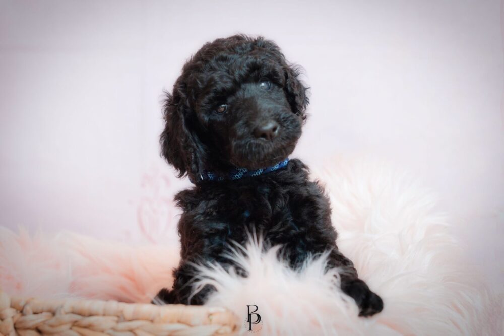 WhatsApp Bild 2023-11-15 um 19.39.44_8458ca4e