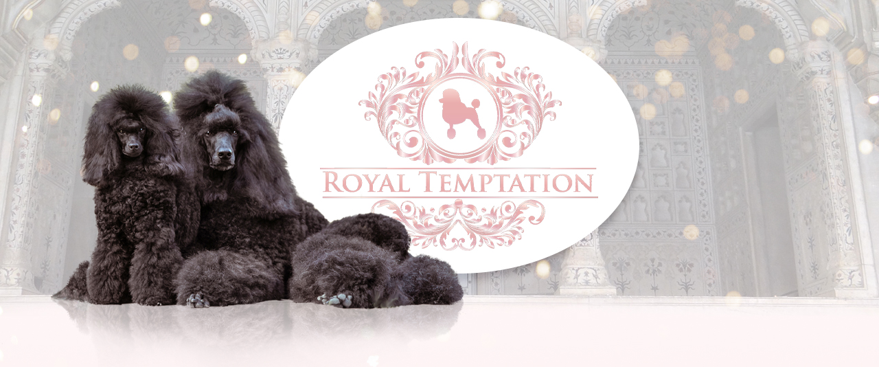 Royal Temptation Pudelzucht